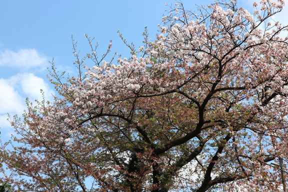 桜２