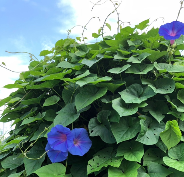 朝顔